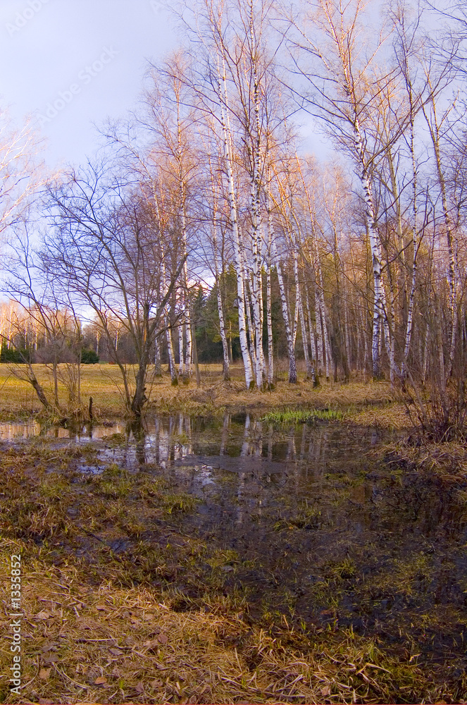 Obraz premium spring forest flood