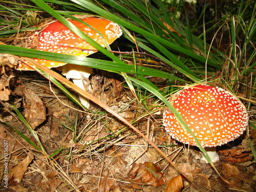 toadstool