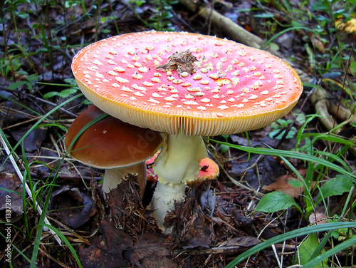Obraz na plátně fly agaric and boletus