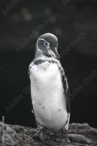 galapagos penguin