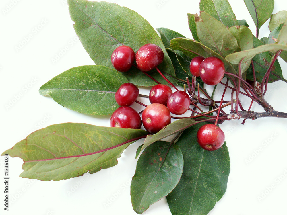 wild apple wild apple