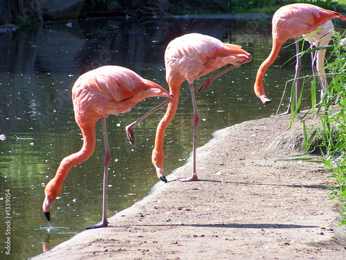 Foto flamingos