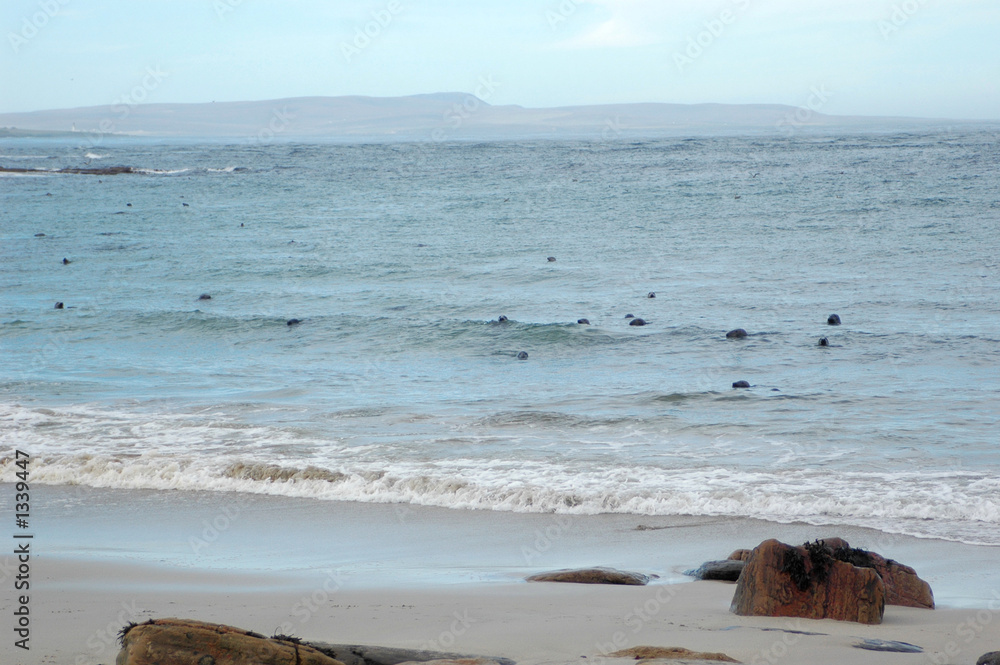 grey seal colony