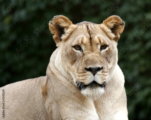 lion zoo head lioness roar