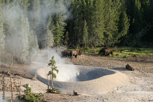geyser with buffalo