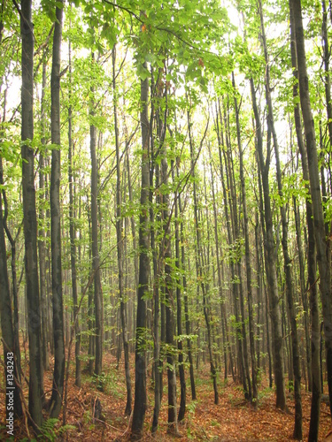 tall trees
