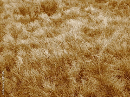 winded grass