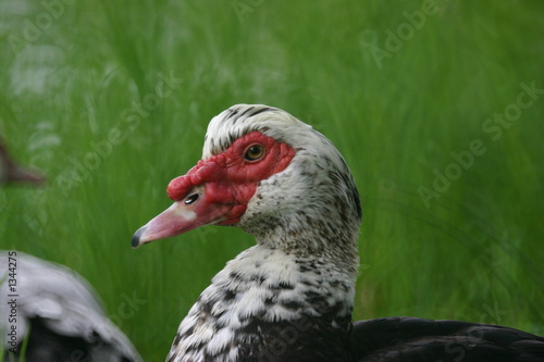 sc muscovy duck close photo