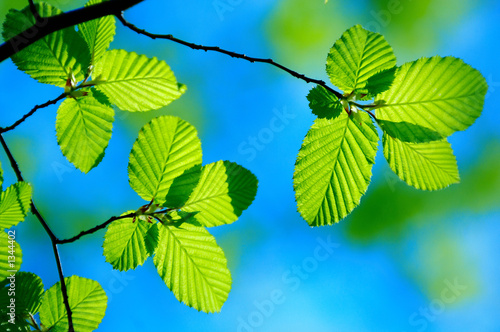 bright green leafs of young birch with clear blue