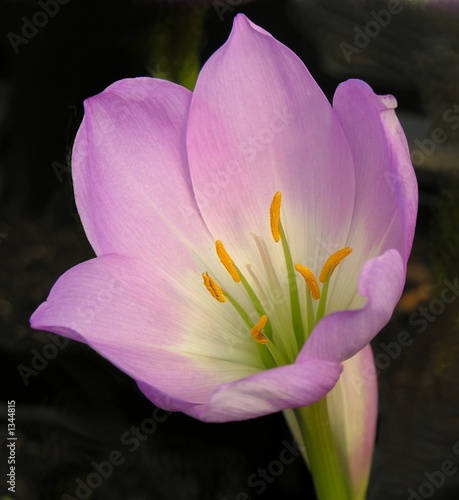 colchicum flower