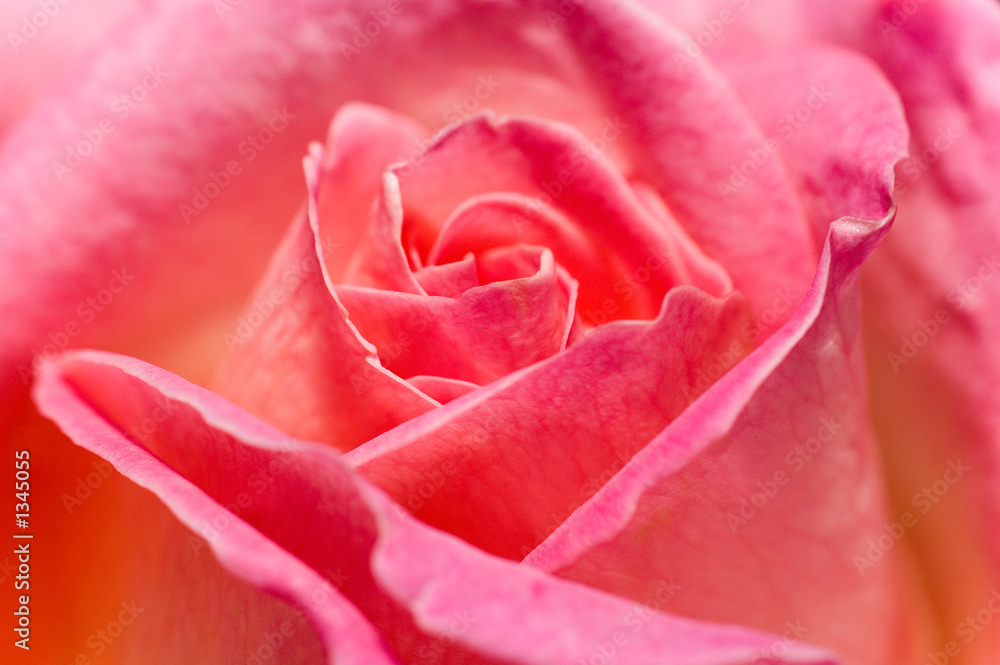 rose rose