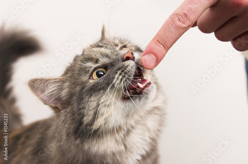 kitten playing