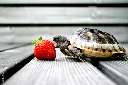 Obraz na plátně turtle eating strawberry