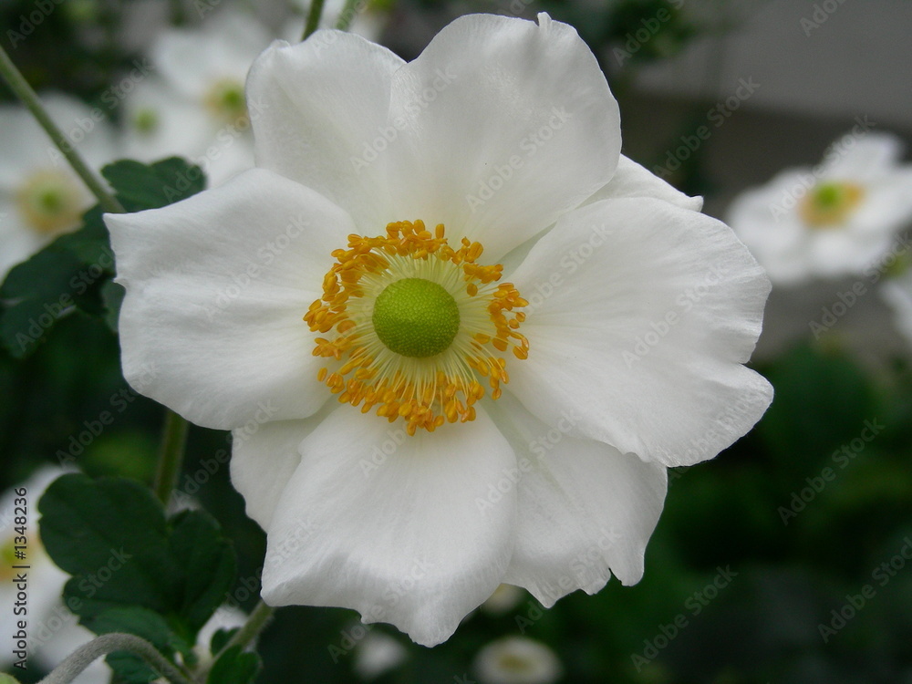 Obraz premium anemone 2