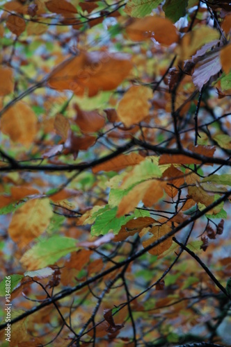 autumn © Nicolette Hoekstra