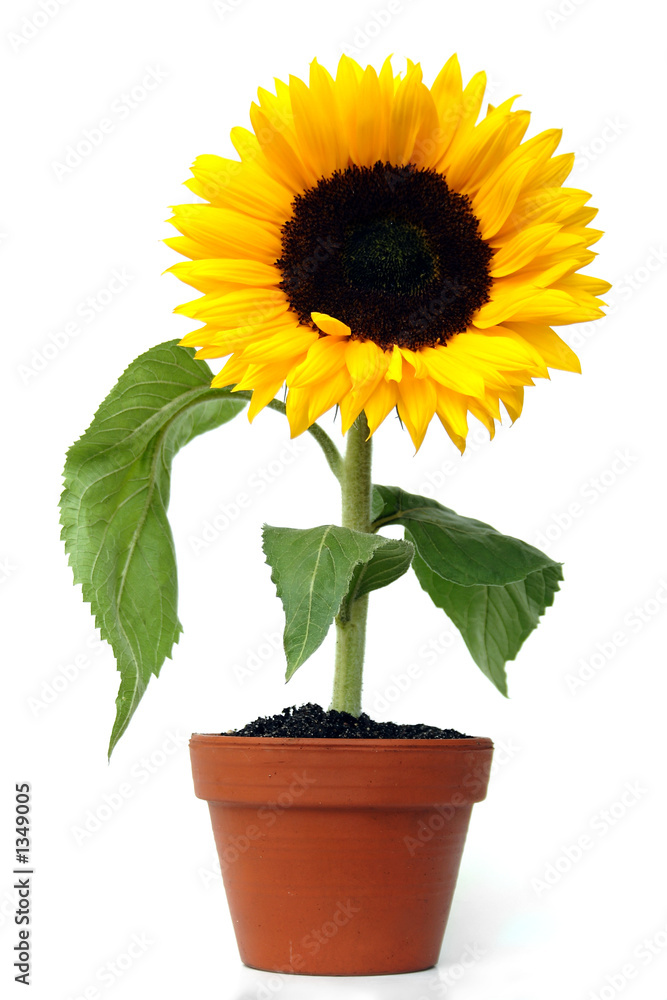 Obraz premium sonnenblume im keramiktopf