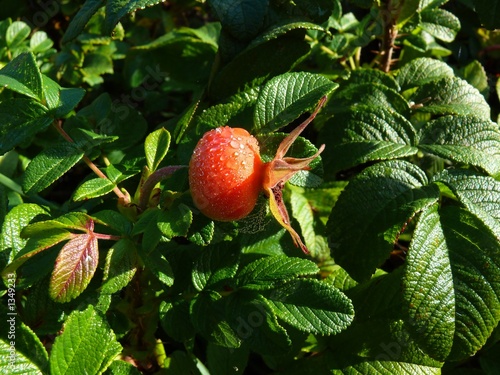 autumn rose photo