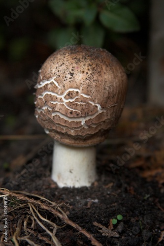 parasolpilz