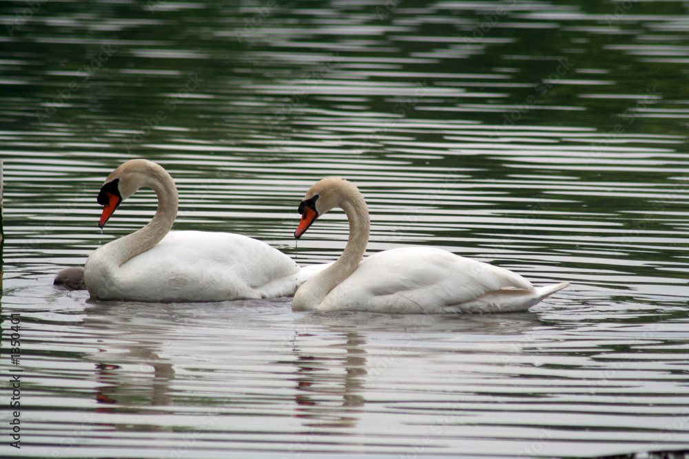 Fototapeta premium swans