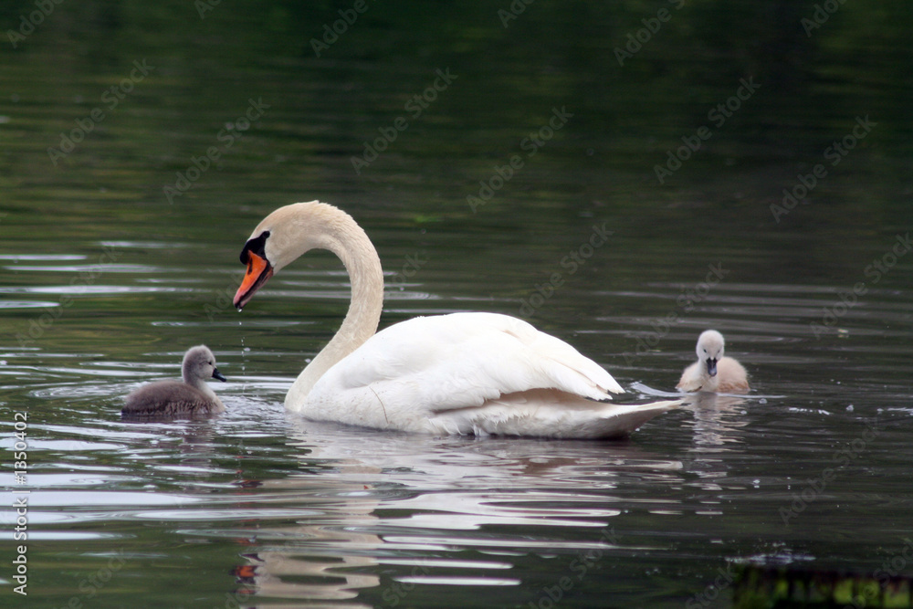 swans swans