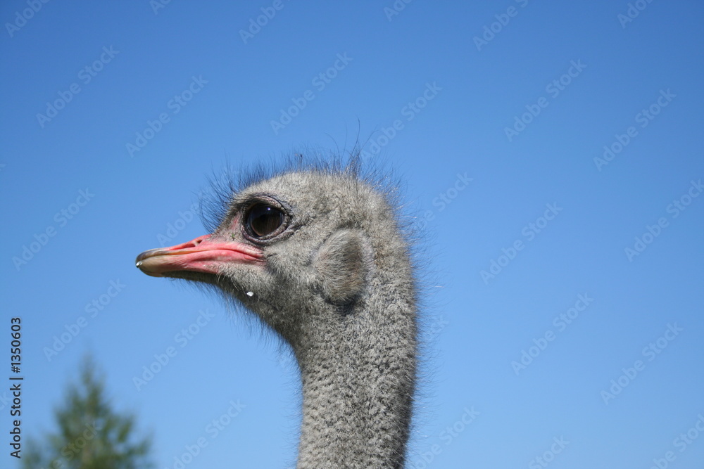 Fototapeta premium ostrich