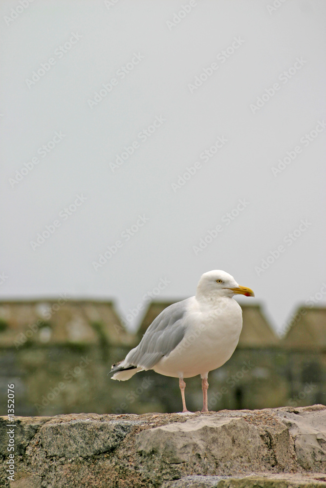 Obraz premium sea gull