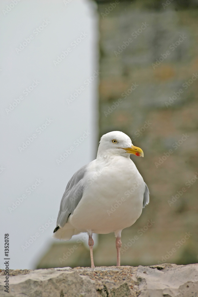 Fototapeta premium sea gull