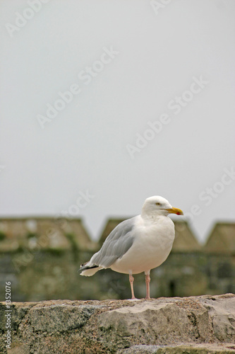 sea gull