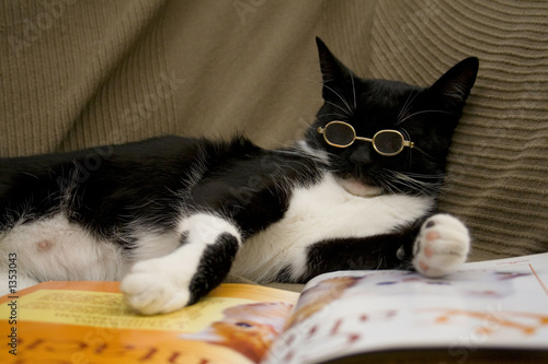 chat intellectuel photo