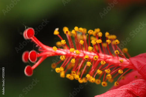 hibiscus