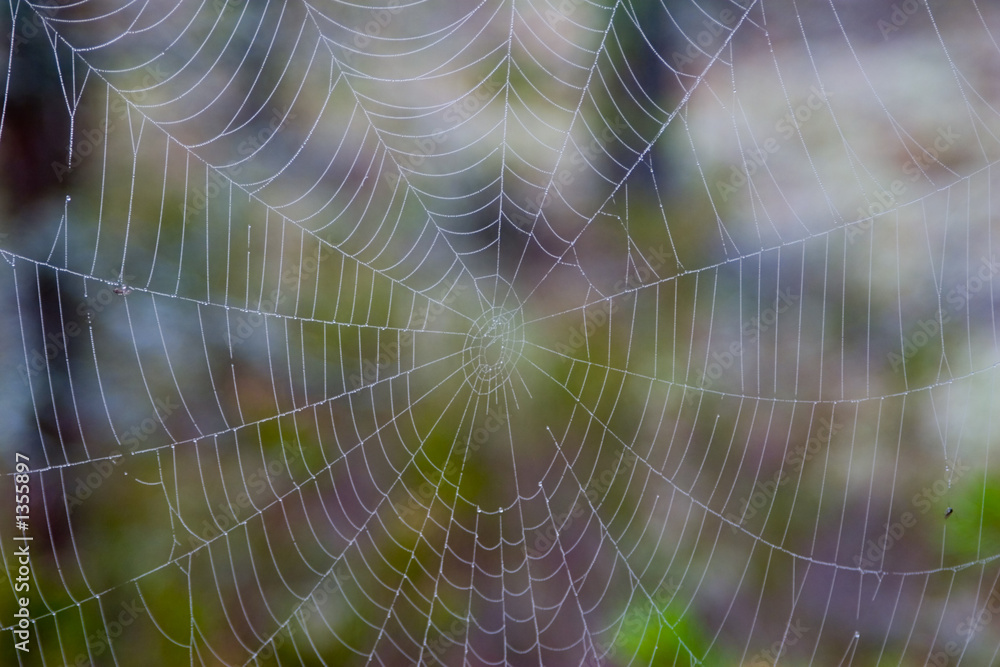 cobweb cobweb