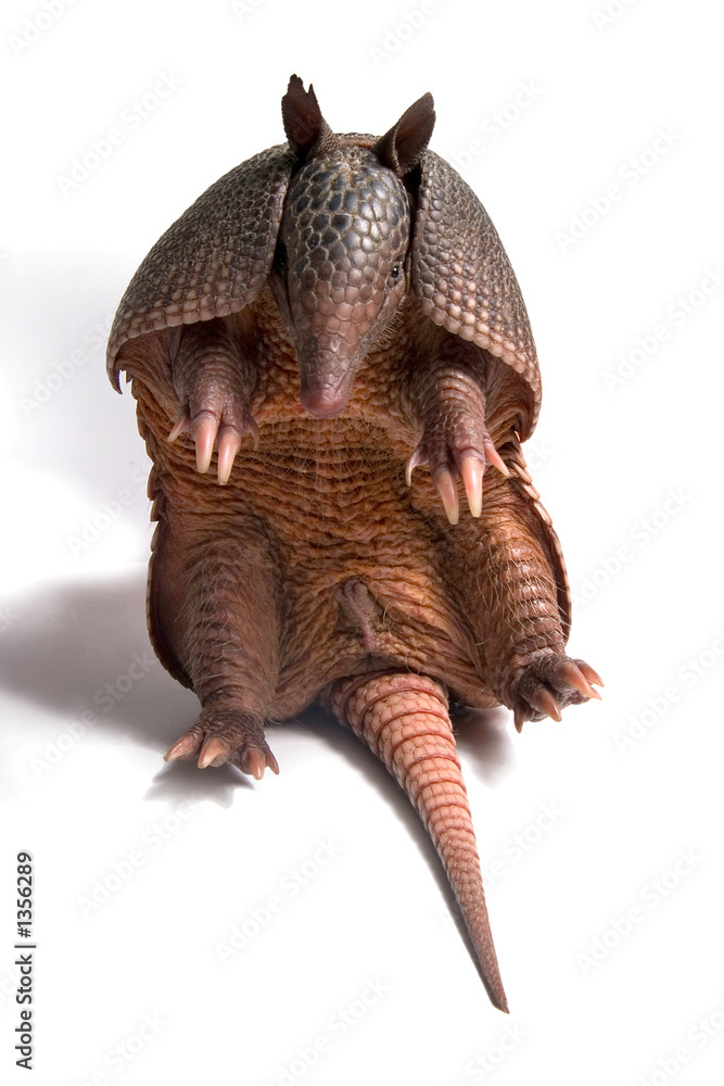 Fototapeta premium mulita_2476.