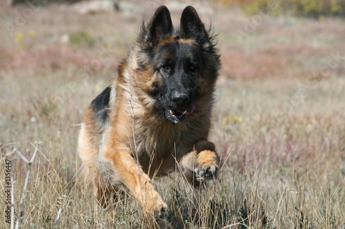 german shepherd running