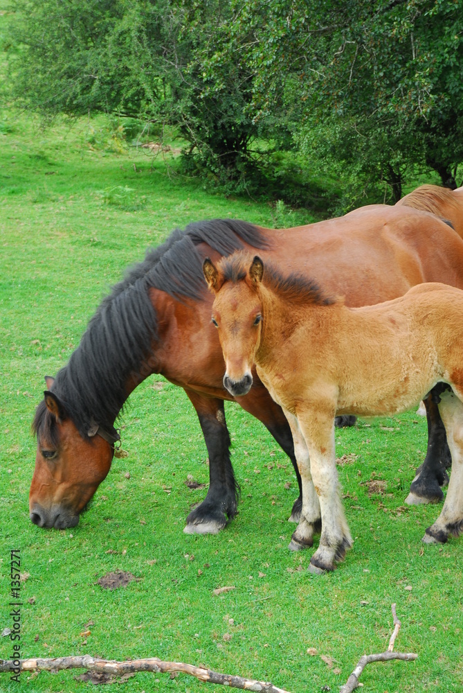 Fototapeta premium potrillo