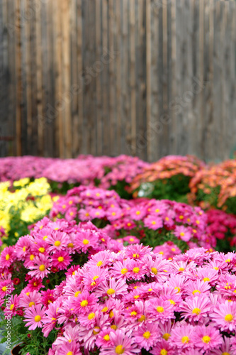 fall flowers