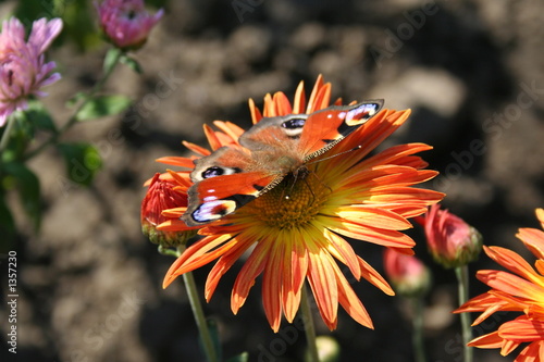 butterfly on chrisantheme photo