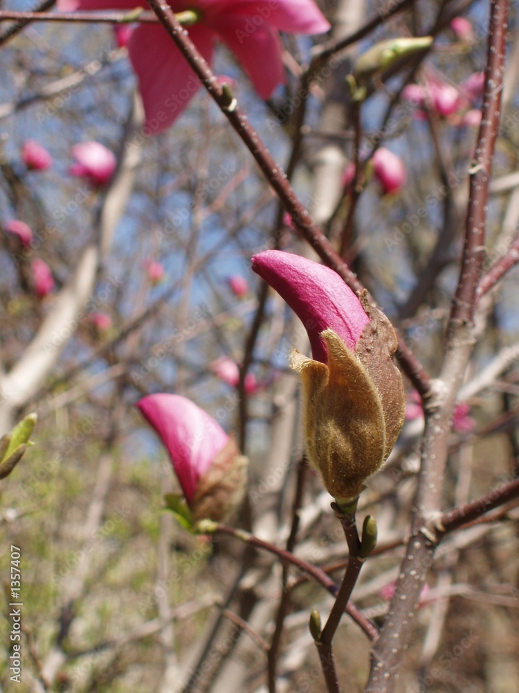 bud ready to bloom bud ready to bloom