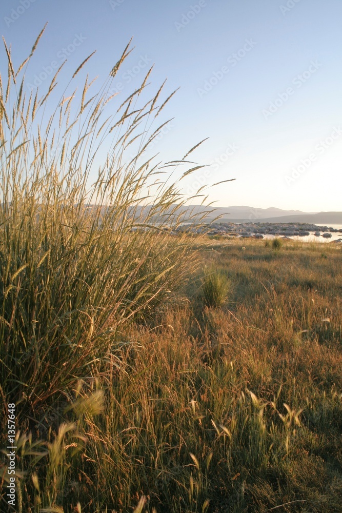 morning light on grass at marina