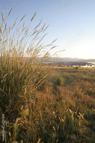 morning light on grass at marina