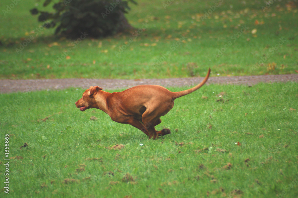 jagdhund im sprint