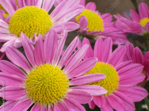 blume