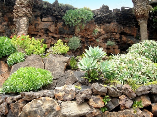 bed of cacti