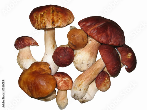 mushrooms, background, nature, diet, vegetables