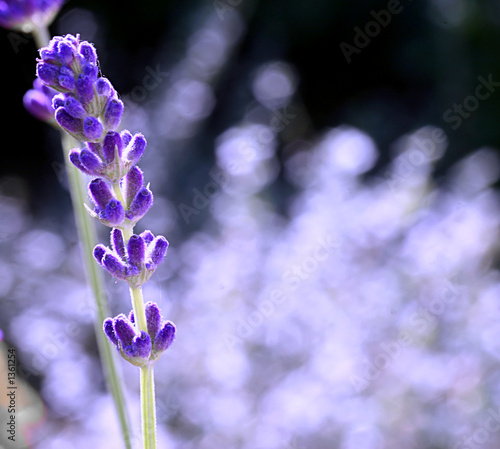 single lavender