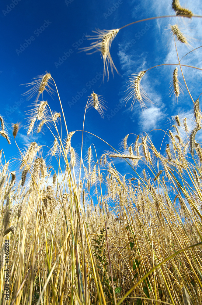 Obraz premium rye field