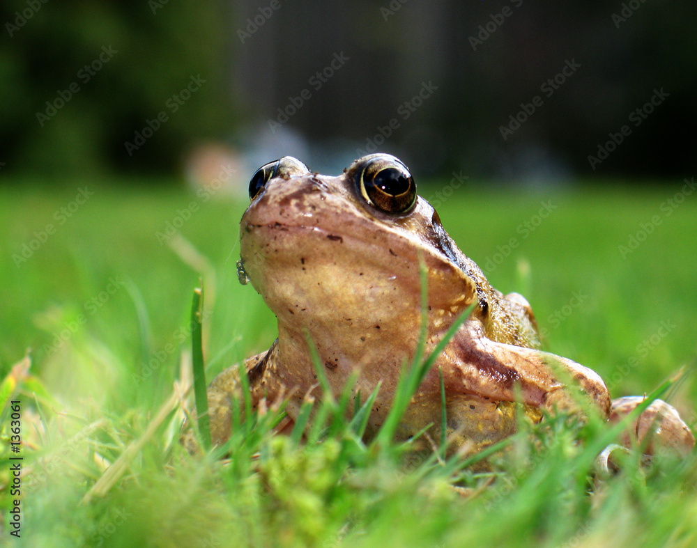 Fototapeta premium frog