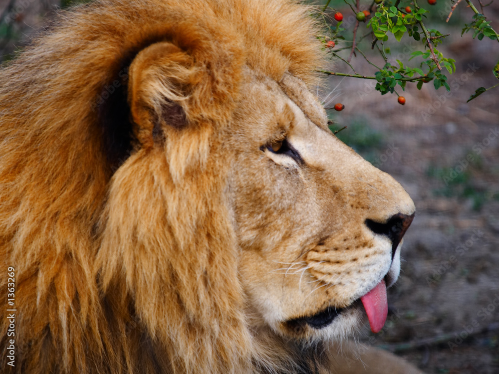 Obraz premium lion