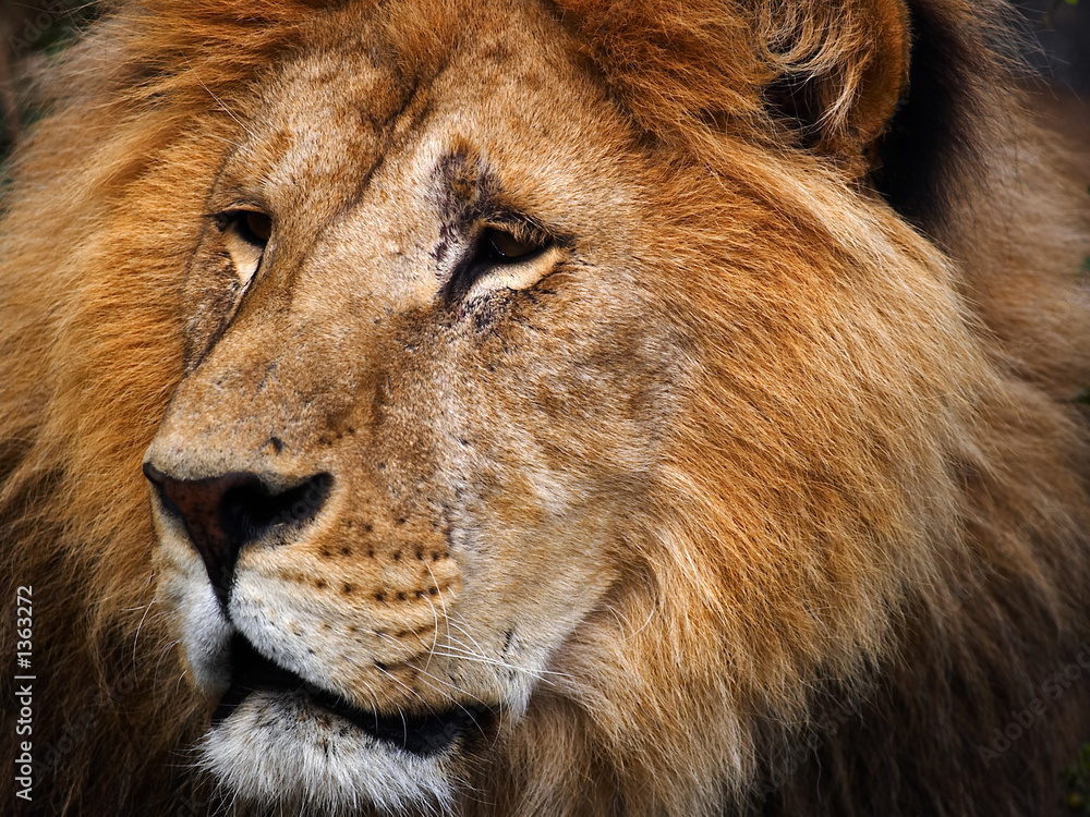 Fototapeta premium lion