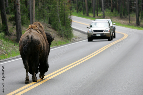 buffalo and car