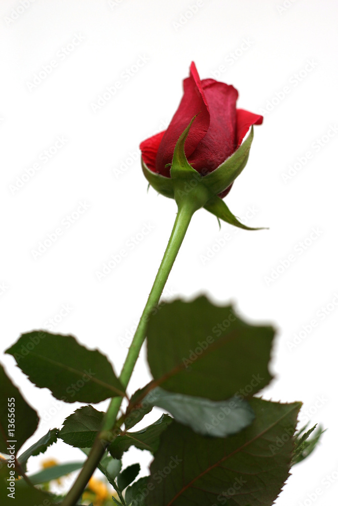red rose
